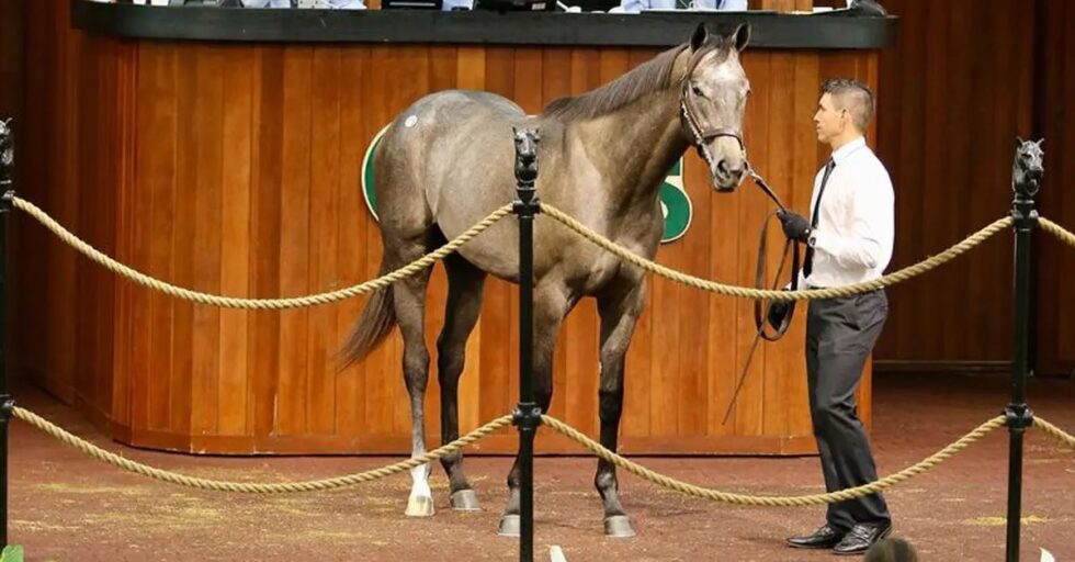 Colt From Gun Runner’s First Crop Tops Day 1 at OBS - CamHaven Farms ...