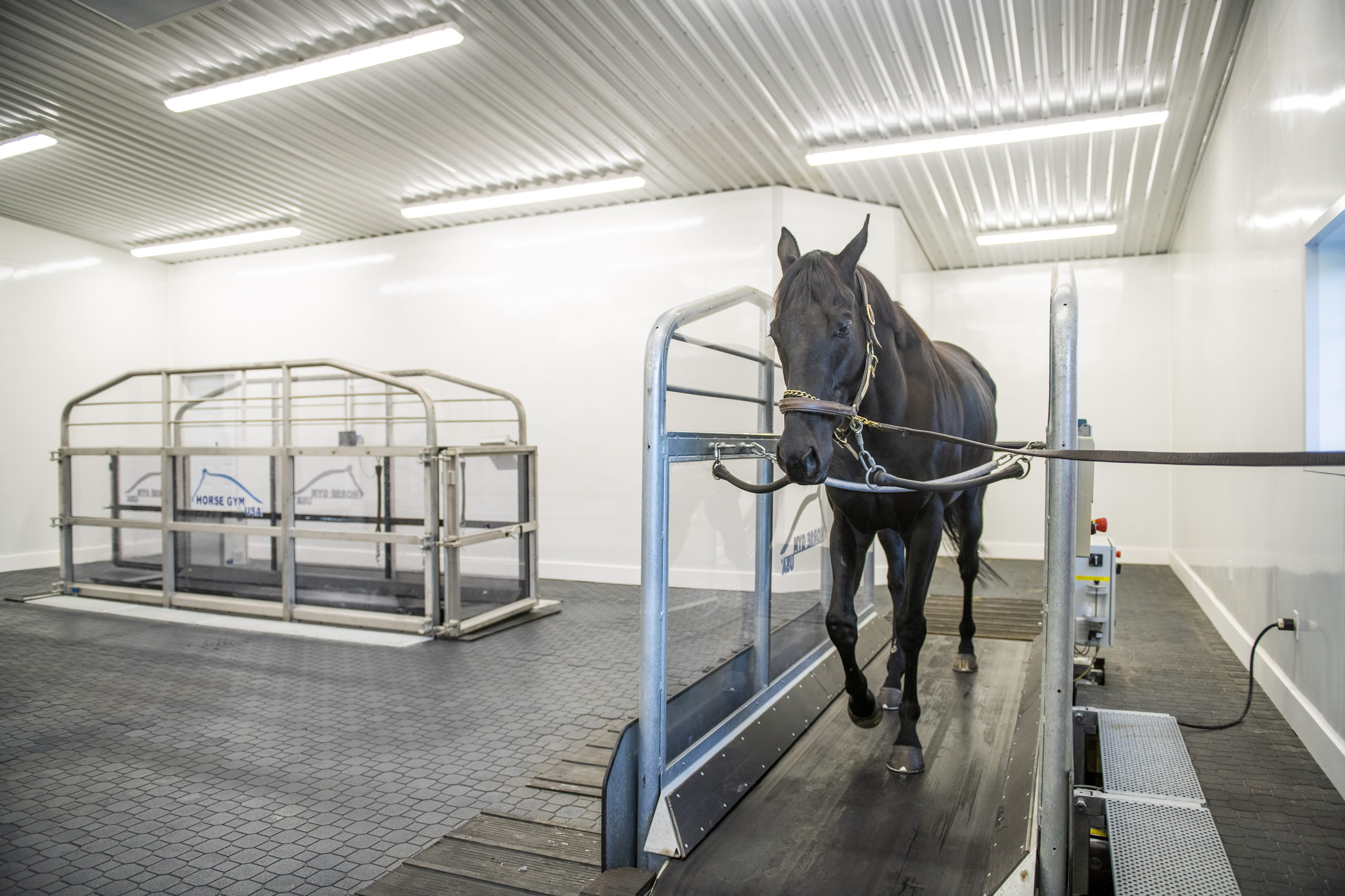 camhaven farm barn with horses caledon on