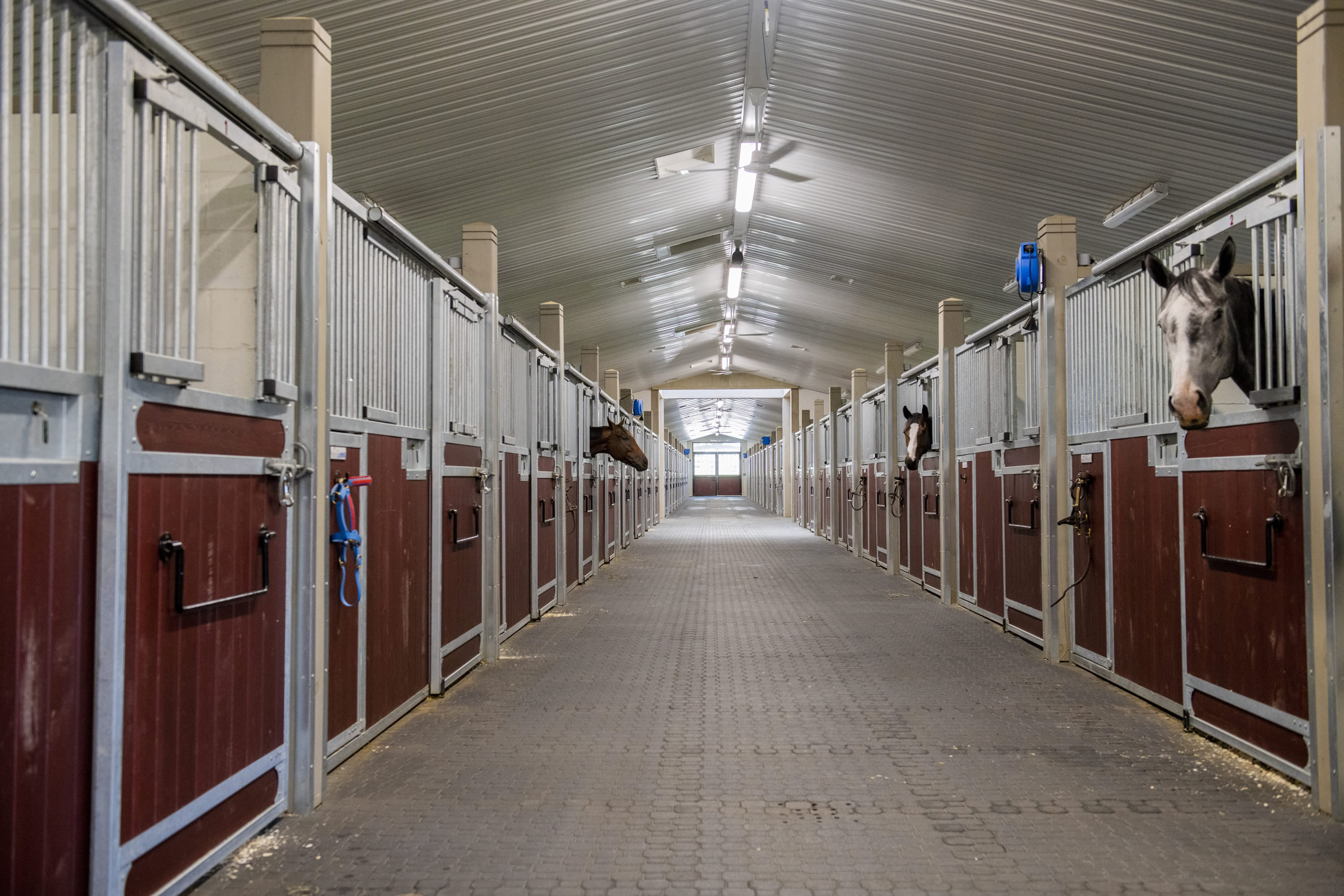 camhaven farm barn with horses caledon on